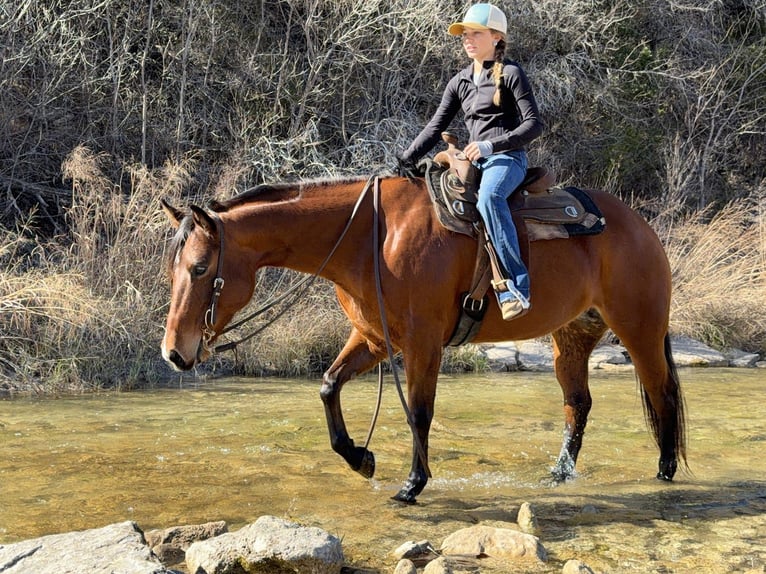 American Quarter Horse Stute 7 Jahre 147 cm Rotbrauner in Cleburne