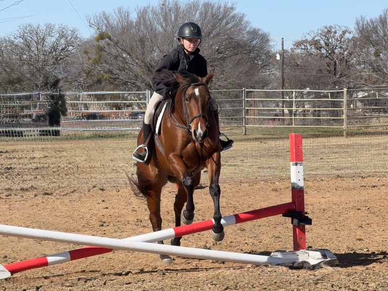 American Quarter Horse Stute 7 Jahre 147 cm Rotbrauner in Cleburne