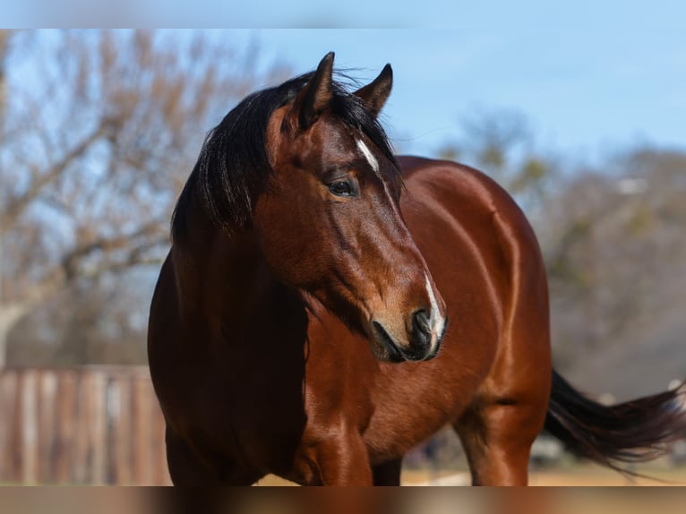 American Quarter Horse Stute 7 Jahre 147 cm Rotbrauner in Cleburne