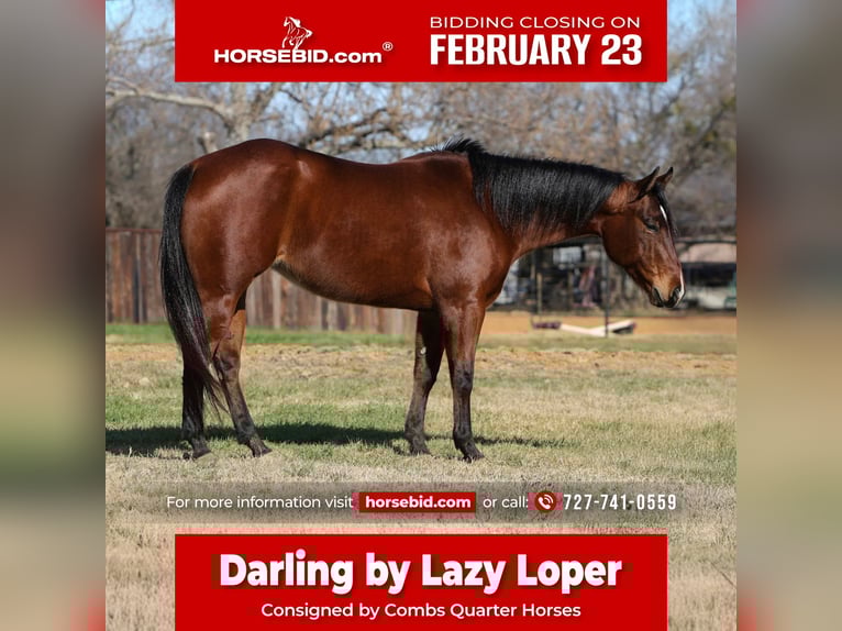 American Quarter Horse Stute 7 Jahre 147 cm Rotbrauner in Cleburne