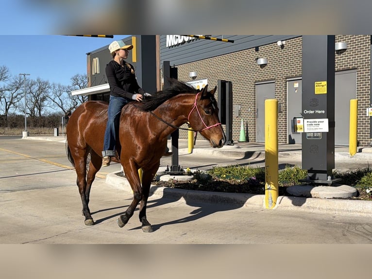 American Quarter Horse Stute 7 Jahre 147 cm Rotbrauner in Cleburne