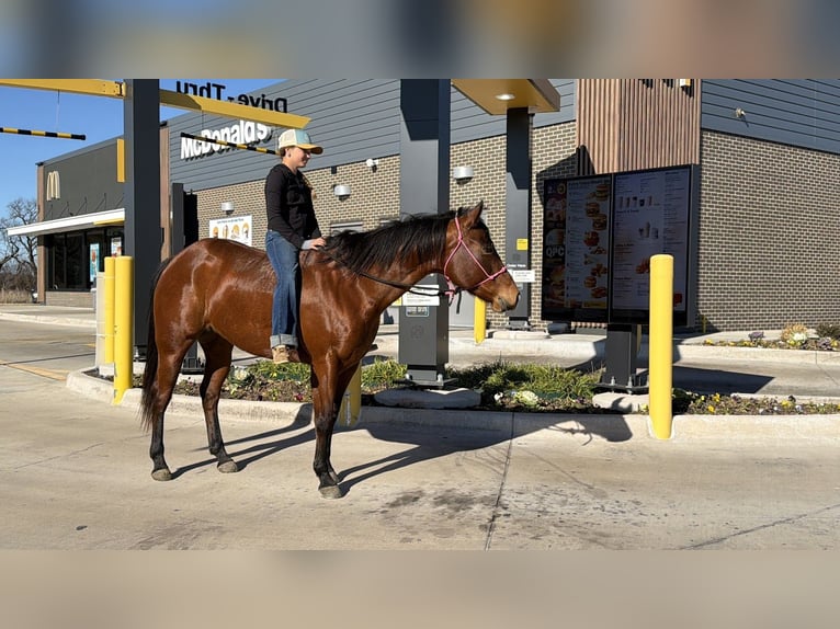 American Quarter Horse Stute 7 Jahre 147 cm Rotbrauner in Cleburne