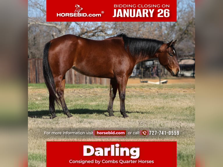 American Quarter Horse Stute 7 Jahre 147 cm Rotbrauner in Cleburne