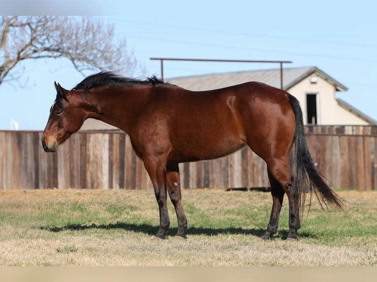 American Quarter Horse Stute 7 Jahre 147 cm Rotbrauner in Cleburne