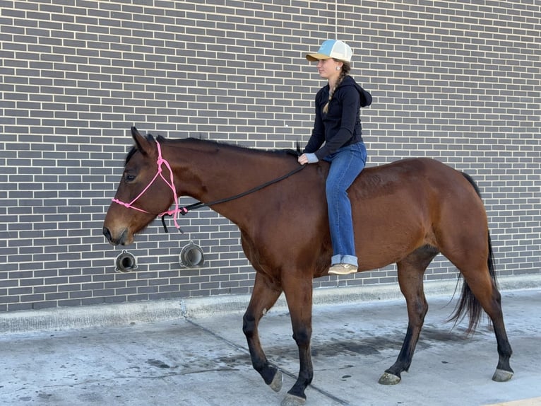 American Quarter Horse Stute 7 Jahre 147 cm Rotbrauner in Cleburne