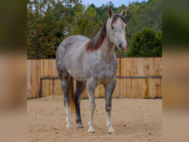 American Quarter Horse Stute 7 Jahre 147 cm Schimmel in Summersville American Quarter Horse Stute 7 Jahre 147 cm Schimmel in Summersville