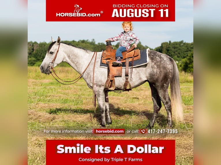 American Quarter Horse Stute 7 Jahre 147 cm Schimmel in Summersville, MO