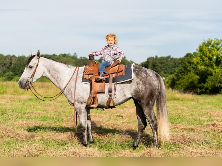 American Quarter Horse Stute 7 Jahre 147 cm Schimmel in Summersville, MO