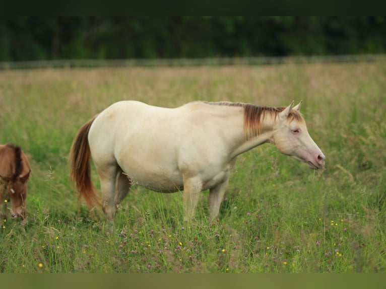 American Quarter Horse Stute 7 Jahre 148 cm Champagne in Waldshut-Tiengen