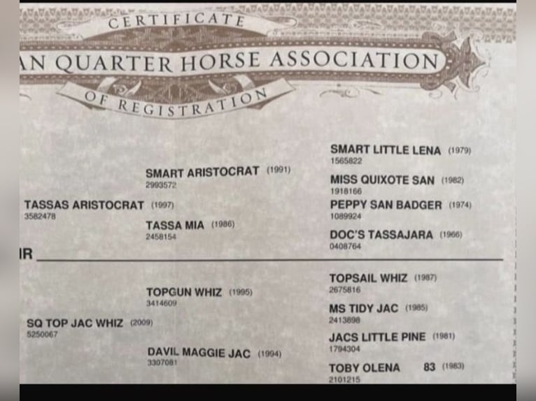 American Quarter Horse Stute 7 Jahre 148 cm Fuchs in Neukirchen an der Enknach