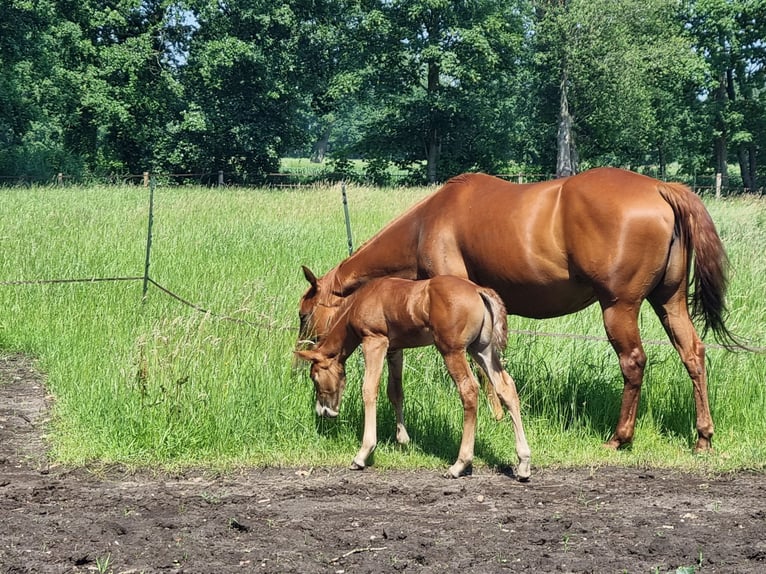 American Quarter Horse Stute 7 Jahre 148 cm Fuchs in Zenderen