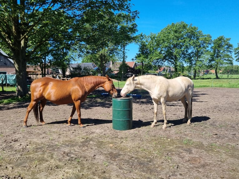 American Quarter Horse Stute 7 Jahre 148 cm Fuchs in Zenderen