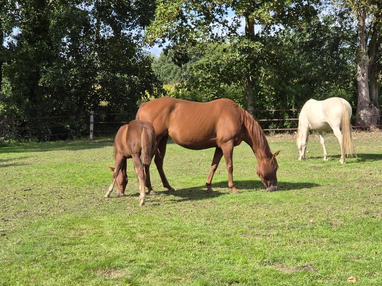 American Quarter Horse Stute 7 Jahre 148 cm Fuchs in Zenderen