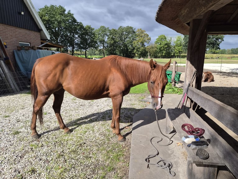 American Quarter Horse Stute 7 Jahre 148 cm Fuchs in Zenderen