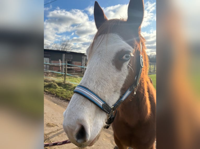 American Quarter Horse Stute 7 Jahre 148 cm Fuchs in Hungen American Quarter Horse Stute 7 Jahre 148 cm Fuchs in Hungen