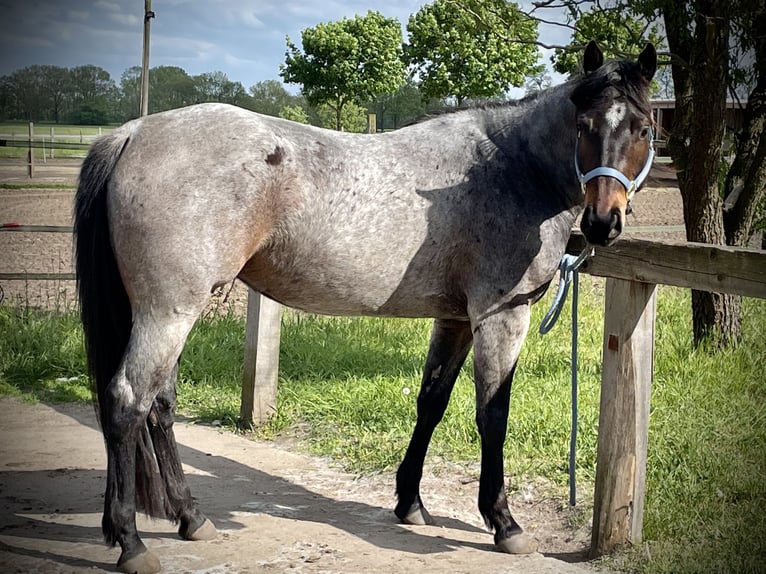 American Quarter Horse Stute 7 Jahre 148 cm Roan-Bay in Wiesenaue