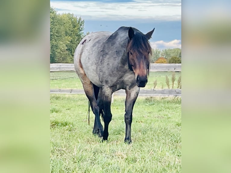 American Quarter Horse Stute 7 Jahre 148 cm Roan-Bay in Wiesenaue