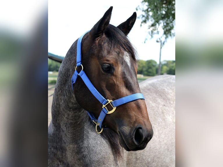 American Quarter Horse Stute 7 Jahre 148 cm Roan-Bay in Wiesenaue