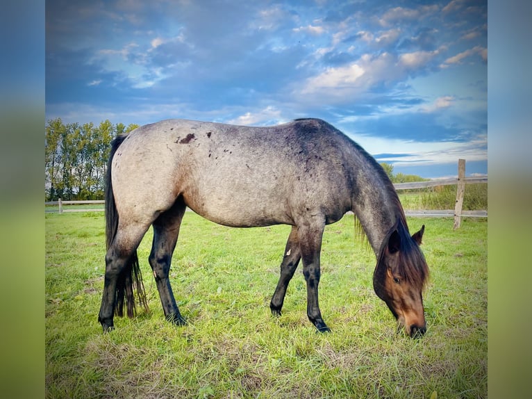 American Quarter Horse Stute 7 Jahre 148 cm Roan-Bay in Wiesenaue