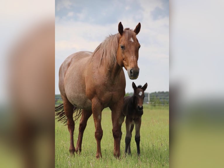American Quarter Horse Stute 7 Jahre 148 cm Roan-Bay in Wiesenaue