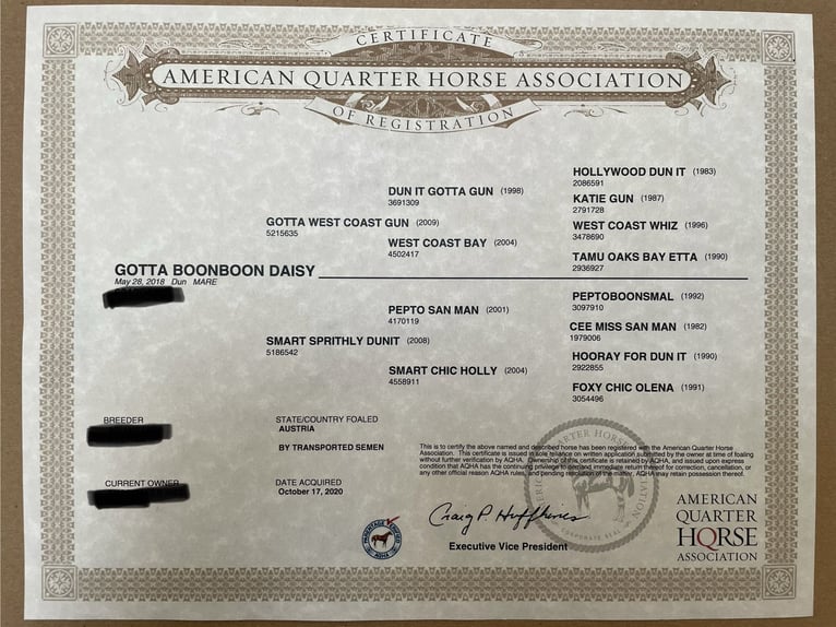 American Quarter Horse Stute 7 Jahre 148 cm Roan-Red in Stettenhof American Quarter Horse Stute 7 Jahre 148 cm Roan-Red in Stettenhof