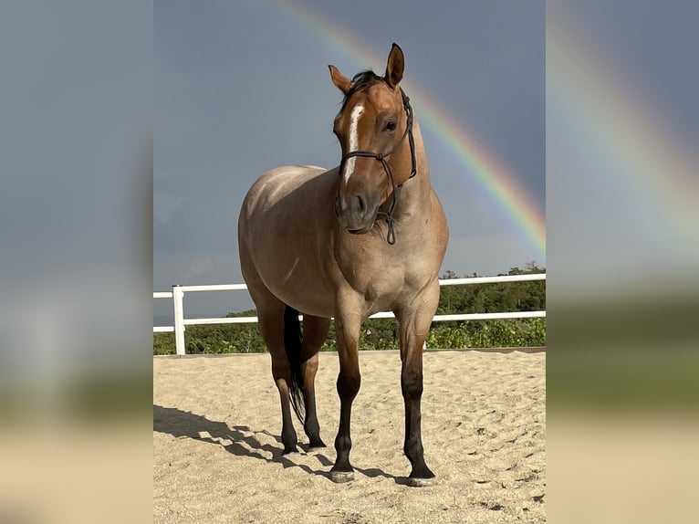 American Quarter Horse Stute 7 Jahre 148 cm Roan-Red in Stettenhof American Quarter Horse Stute 7 Jahre 148 cm Roan-Red in Stettenhof
