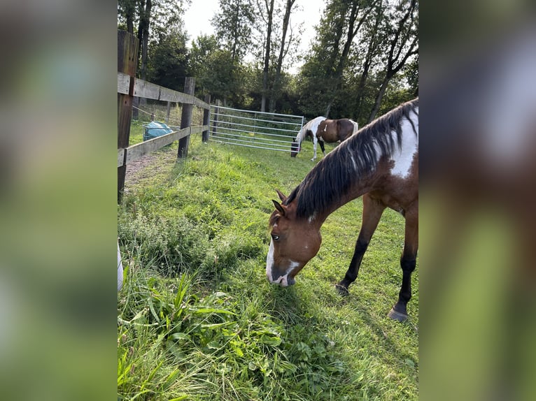 American Quarter Horse Mix Stute 7 Jahre 148 cm Schecke in Zoerle-Parwijs