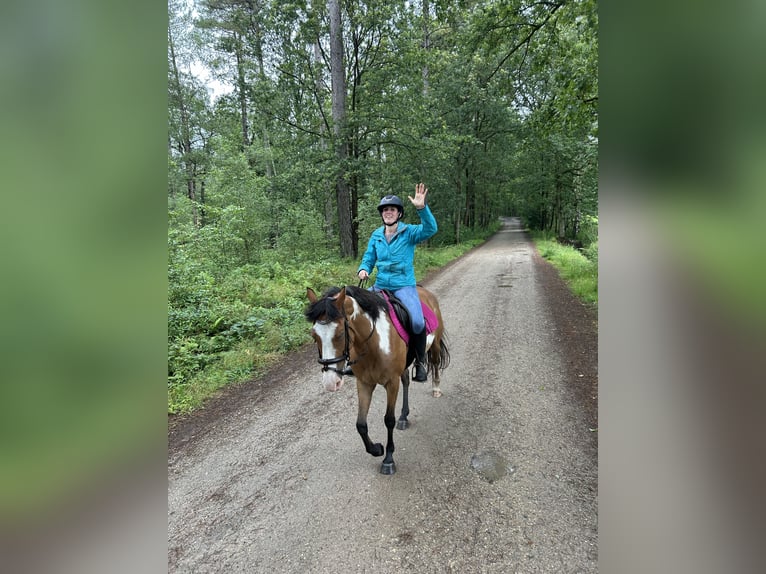 American Quarter Horse Mix Stute 7 Jahre 148 cm Schecke in Zoerle-Parwijs