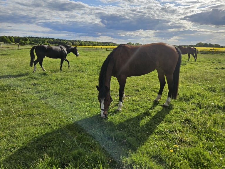 American Quarter Horse Stute 7 Jahre 149 cm Brauner in RosengartenRosengarten