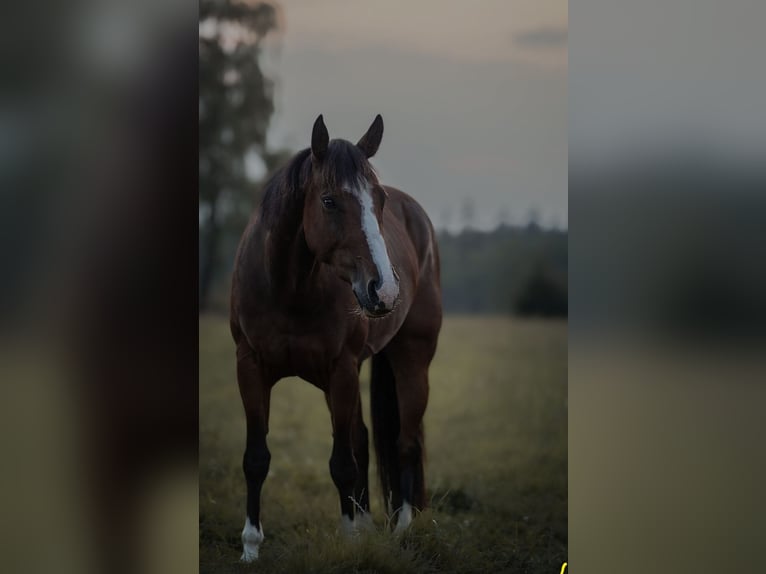 American Quarter Horse Stute 7 Jahre 149 cm Brauner in RosengartenRosengarten