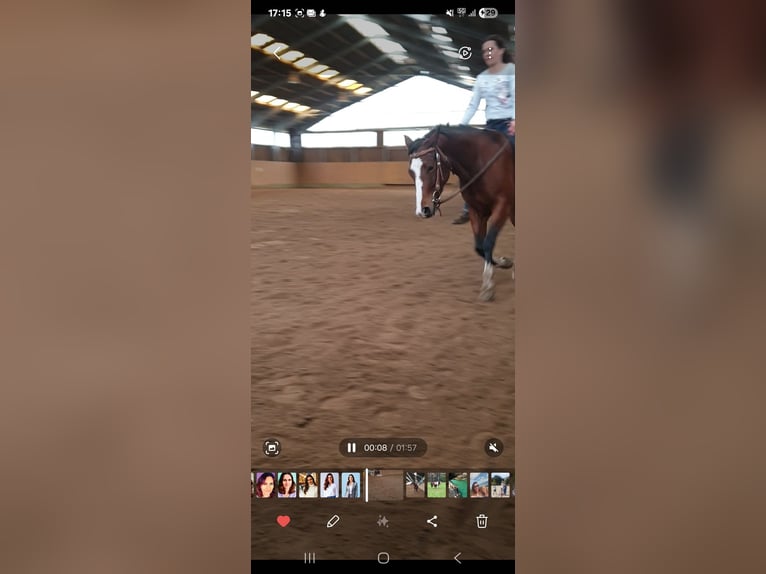 American Quarter Horse Stute 7 Jahre 149 cm Brauner in RosengartenRosengarten