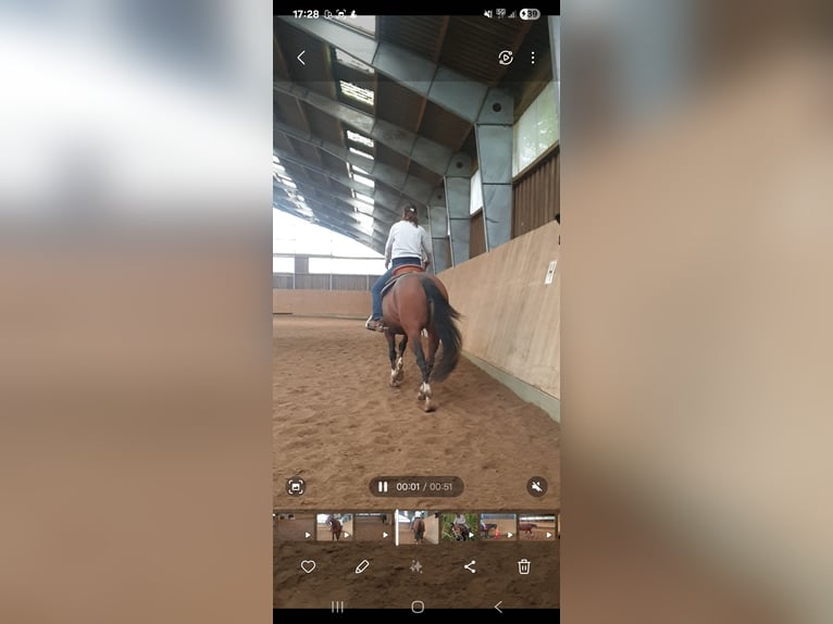 American Quarter Horse Stute 7 Jahre 149 cm Brauner in RosengartenRosengarten