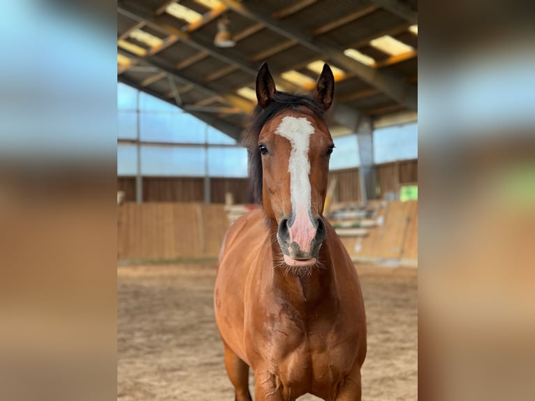 American Quarter Horse Stute 7 Jahre 149 cm Brauner in RosengartenRosengarten