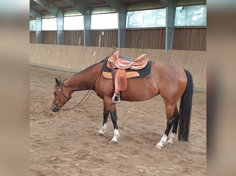 American Quarter Horse Stute 7 Jahre 149 cm Brauner in RosengartenRosengarten