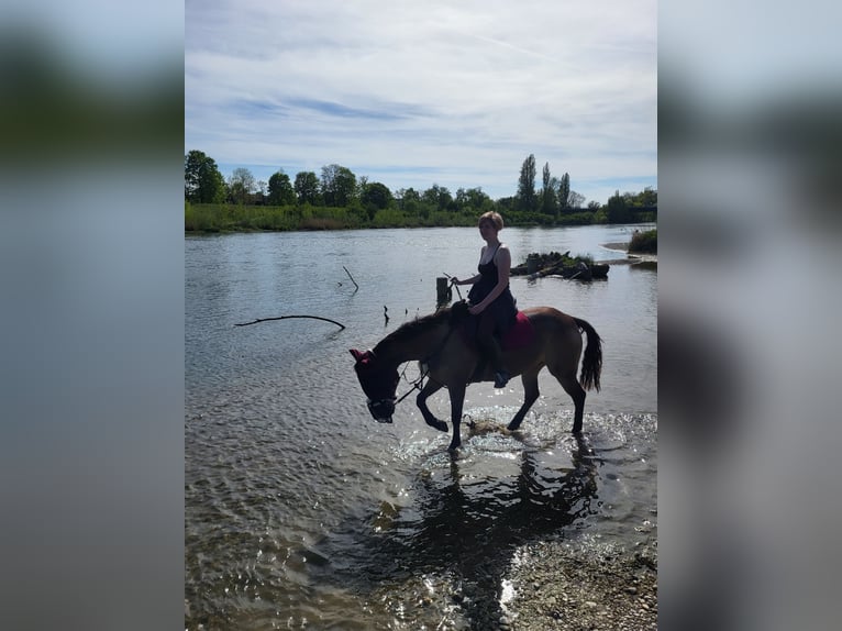 American Quarter Horse Mix Stute 7 Jahre 149 cm Buckskin in Moosthenning