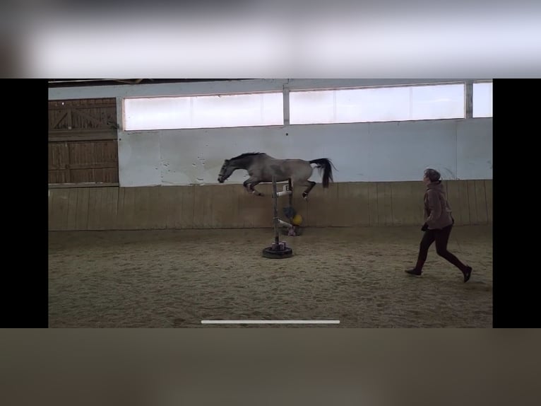 American Quarter Horse Mix Stute 7 Jahre 149 cm Buckskin in Moosthenning