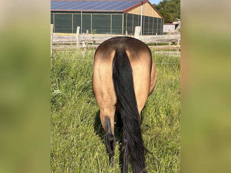 American Quarter Horse Stute 7 Jahre 149 cm Buckskin in Möllenhagen