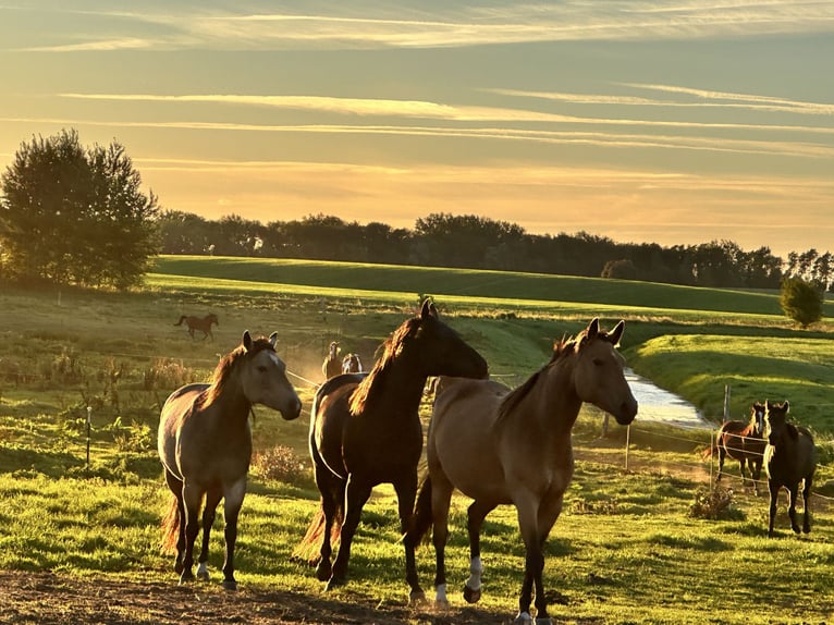 American Quarter Horse Stute 7 Jahre 149 cm Buckskin in Möllenhagen