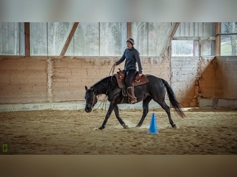 American Quarter Horse Stute 7 Jahre 149 cm Rappe in Bad Dürrheim