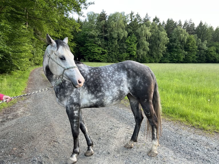 American Quarter Horse Stute 7 Jahre 150 cm Apfelschimmel in Tiefenbach