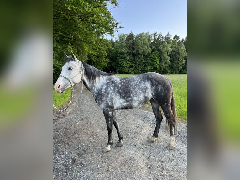American Quarter Horse Stute 7 Jahre 150 cm Apfelschimmel in Tiefenbach