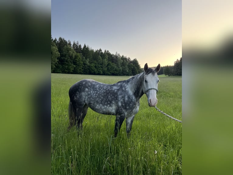 American Quarter Horse Stute 7 Jahre 150 cm Apfelschimmel in Tiefenbach