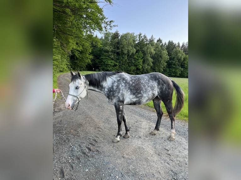 American Quarter Horse Stute 7 Jahre 150 cm Apfelschimmel in Tiefenbach