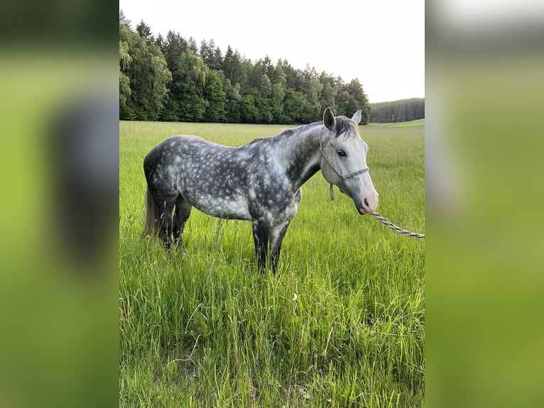 American Quarter Horse Stute 7 Jahre 150 cm Apfelschimmel in Tiefenbach