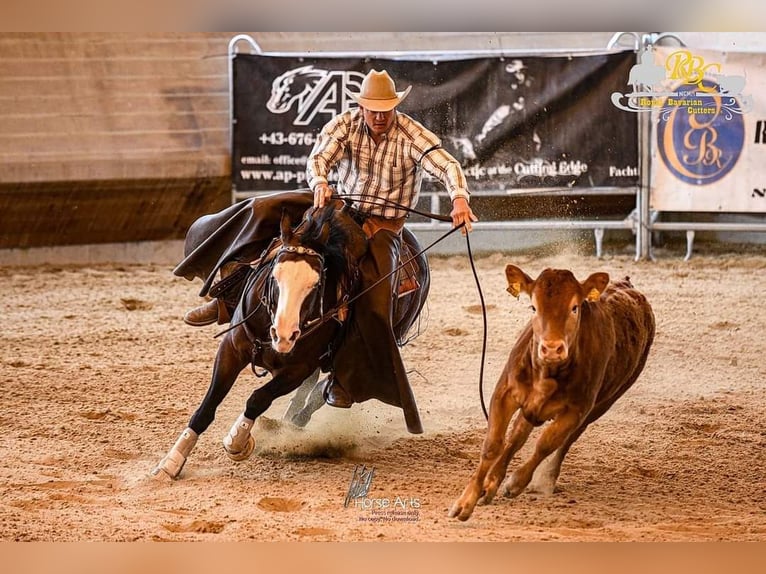 American Quarter Horse Stute 7 Jahre 150 cm Brauner in Steinen