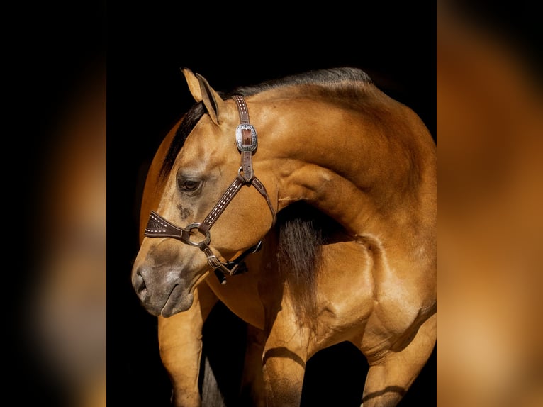 American Quarter Horse Stute 7 Jahre 150 cm Buckskin in Staunton