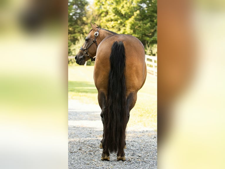 American Quarter Horse Stute 7 Jahre 150 cm Buckskin in Staunton