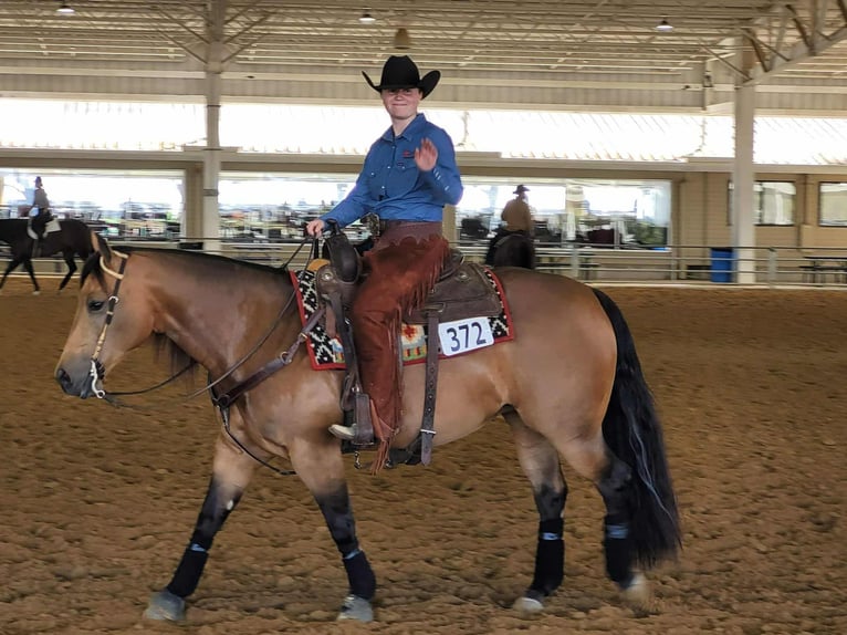 American Quarter Horse Stute 7 Jahre 150 cm Buckskin in Staunton