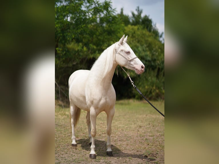 American Quarter Horse Stute 7 Jahre 150 cm Cremello in Pákozd American Quarter Horse Stute 7 Jahre 150 cm Cremello in Pákozd