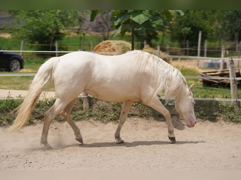 American Quarter Horse Stute 7 Jahre 150 cm Cremello in P&#xE1;kozd